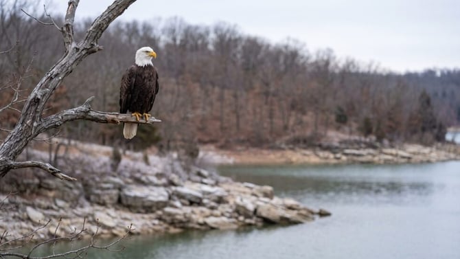 Eagle Days 2026: Winter Wildlife Watching at the Lake